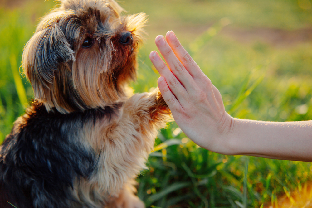 5 Basic obedience and training tips for dogs - Vets in ...