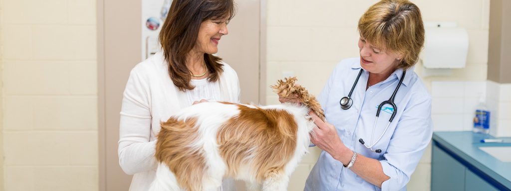 Dog & Puppy Vaccinations | Vets in Endeavour Hills