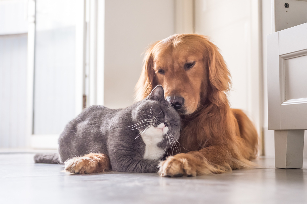 do male cats get along with female dogs