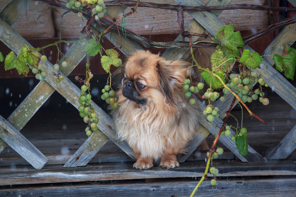 are pig ears bad for a pekingese