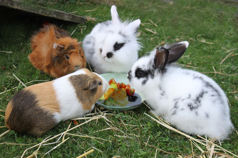 rabbit or guinea pig for pet