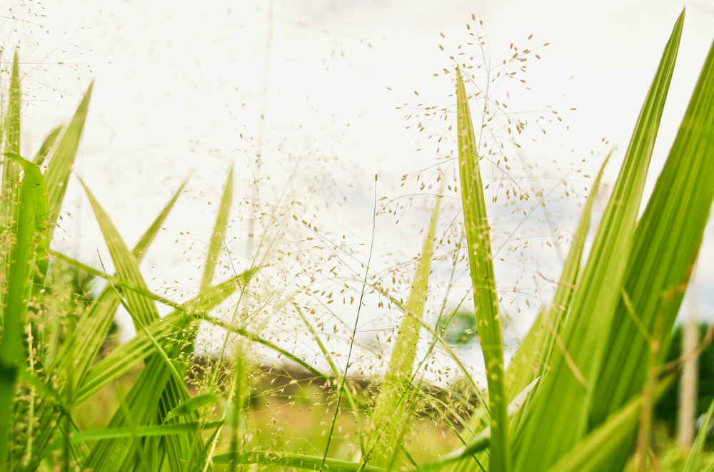 grass-pollen-vets-in-endeavour-hills