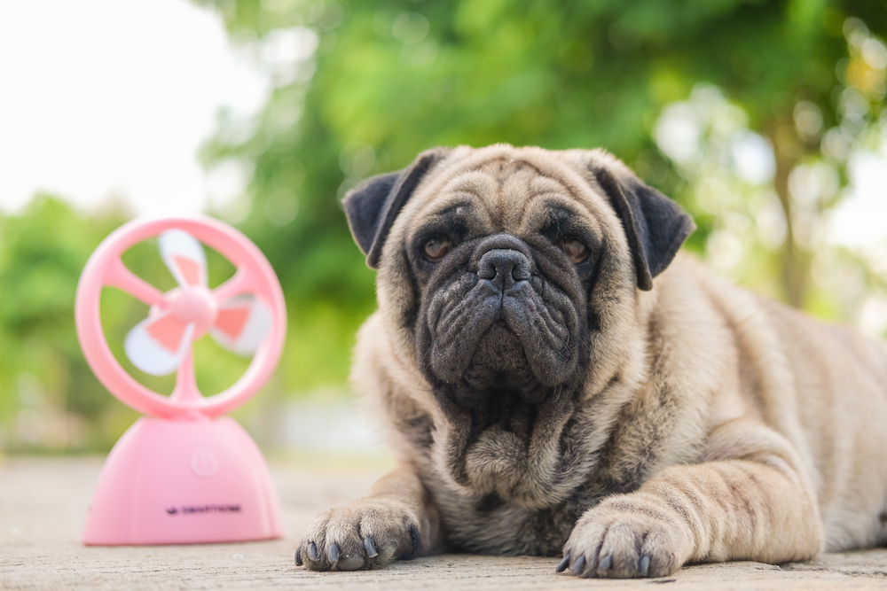 do fans help dogs cool down