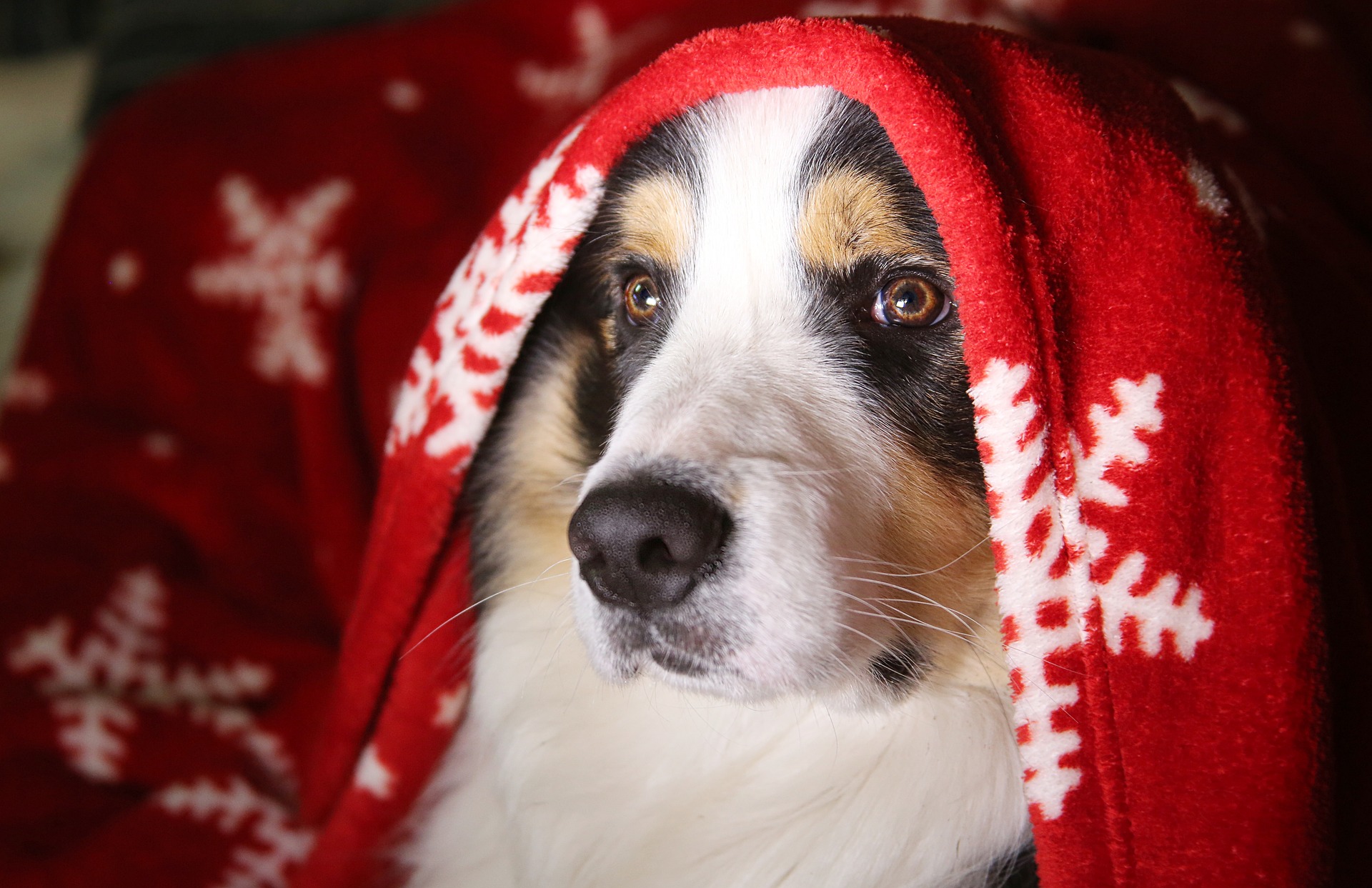 Christmas dog hiding under blanket