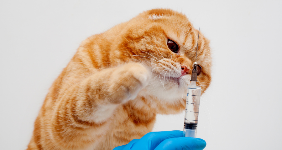 Tapeworm injection treatment outlet for cats